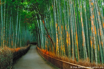 Bamboo groves at Arashiyama - Places you must see before u die